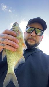 Common Bream
