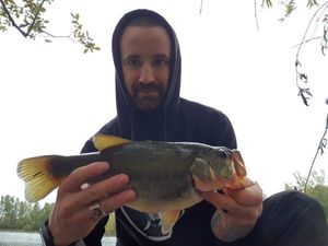 Largemouth Bass