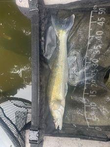 Zander