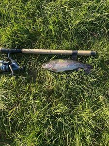 Rainbow Trout
