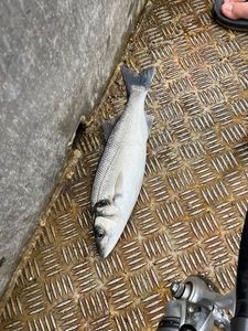 European Bass (Seabass)