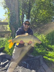 Common Carp