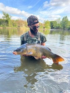 Common Carp