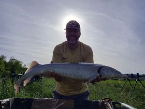 Sturgeon