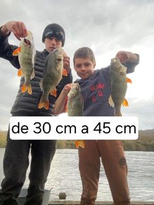 European Perch