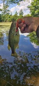 Largemouth Bass