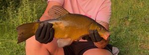 Tench
