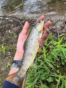 Brown Trout