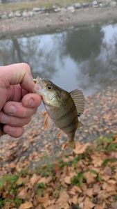 European Perch
