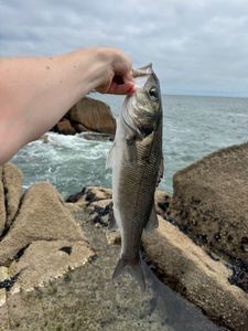 European Bass (Seabass)