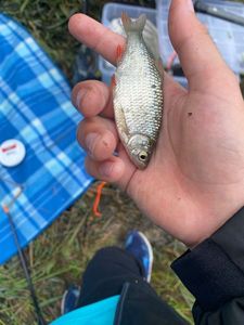 Roach