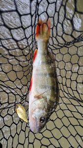 European Perch