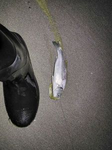 European Bass (Seabass)