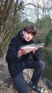 Rainbow Trout