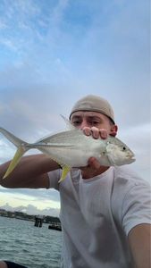 Crevalle Jack