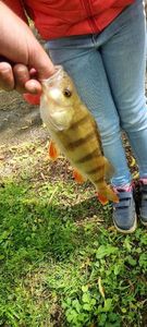 European Perch