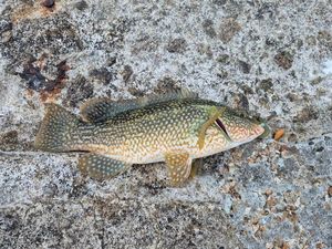 Ballan Wrasse