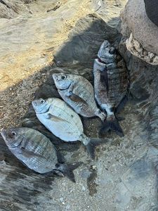 White Seabream