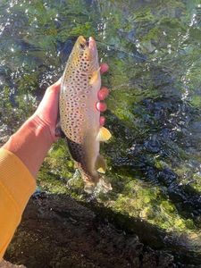 Brown Trout