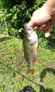 European Perch