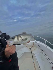 European Bass (Seabass)