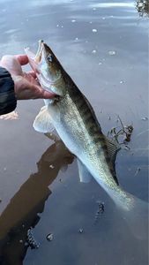 Zander