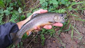 Brook Trout
