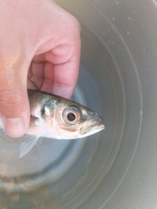 Mediterranean Horse Mackerel