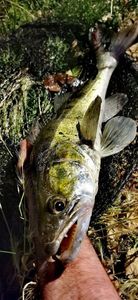 Zander