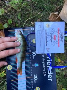 European Perch