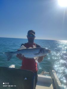 European Bass (Seabass)