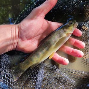 Brown Trout