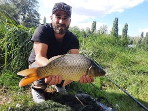 Common Carp
