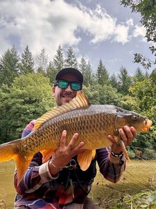 Common Carp