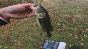Largemouth Bass