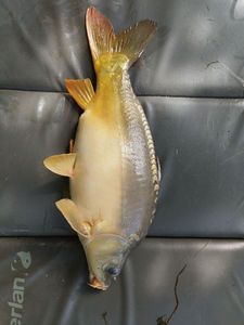 Mirror Carp