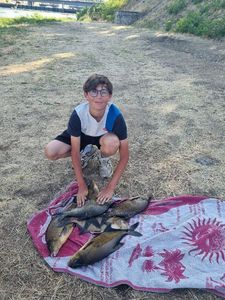 Common Bream