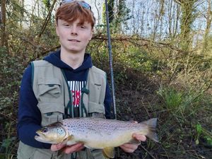 Brown Trout