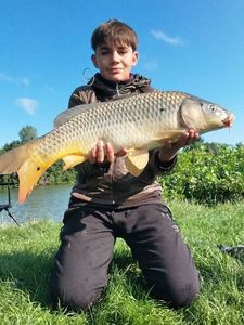 Common Carp