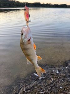 European Perch