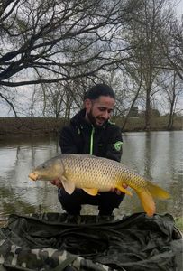 Common Carp