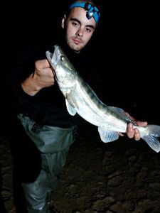 Zander
