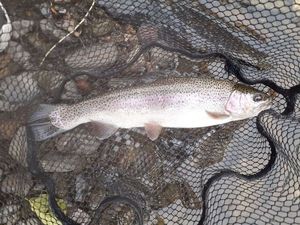 Rainbow Trout