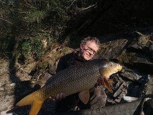 Common Carp
