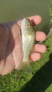 Largemouth Bass