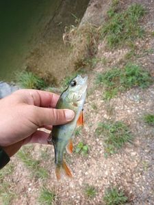 European Perch