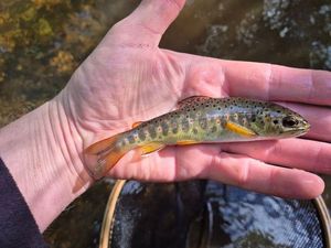 Brown Trout