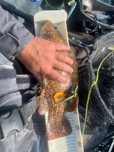 Ballan Wrasse