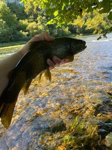 Brown Trout