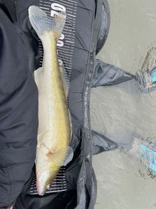 Zander